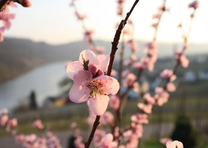 Weingut Markus Junglen Guest house Krov